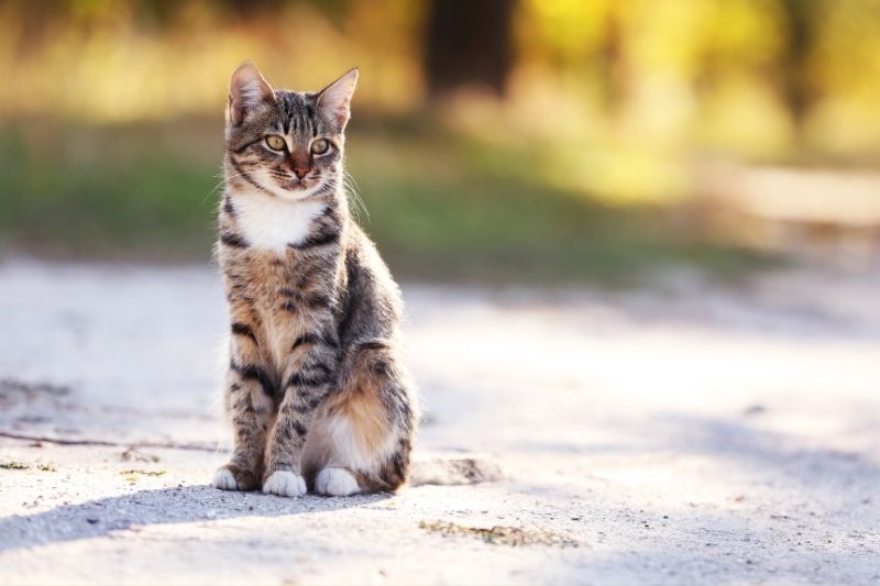 Triadite del Gatto: Cause, Sintomi e Trattamenti della Sindrome Multiorgano