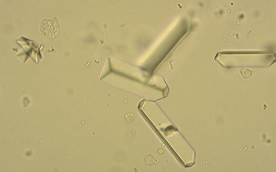 Scopriamo i nostri medici più nascosti nel laboratorio analisi veterinarie (4)